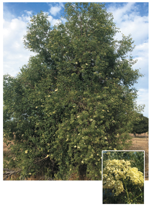 Elderberry Tree